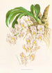Catasetum tigrinum - Jean Jules Linden — artwork view