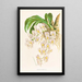 Catasetum tigrinum - Jean Jules Linden — framed artwork on a wall