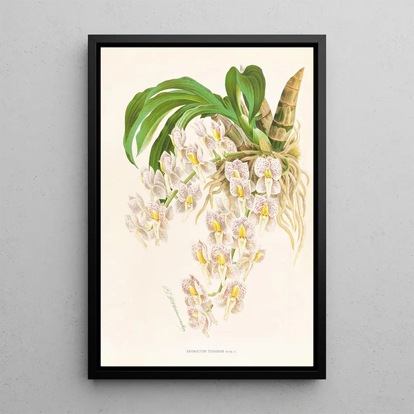 Catasetum tigrinum - Jean Jules Linden — framed artwork on a wall