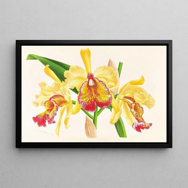 Cattleya aurea - Jean Jules Linden — framed artwork on a wall