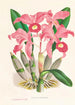 Cattleya Lawrenceana - Jean Jules Linden — artwork view