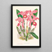 Cattleya Lawrenceana - Jean Jules Linden — framed artwork on a wall