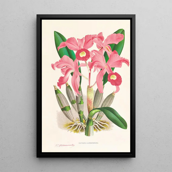 Cattleya Lawrenceana - Jean Jules Linden — framed artwork on a wall