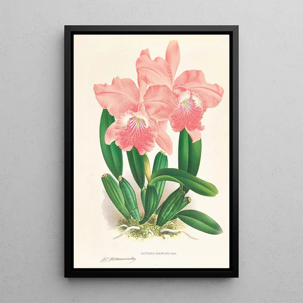 Cattleya Malouana - Jean Jules Linden — framed artwork on a wall