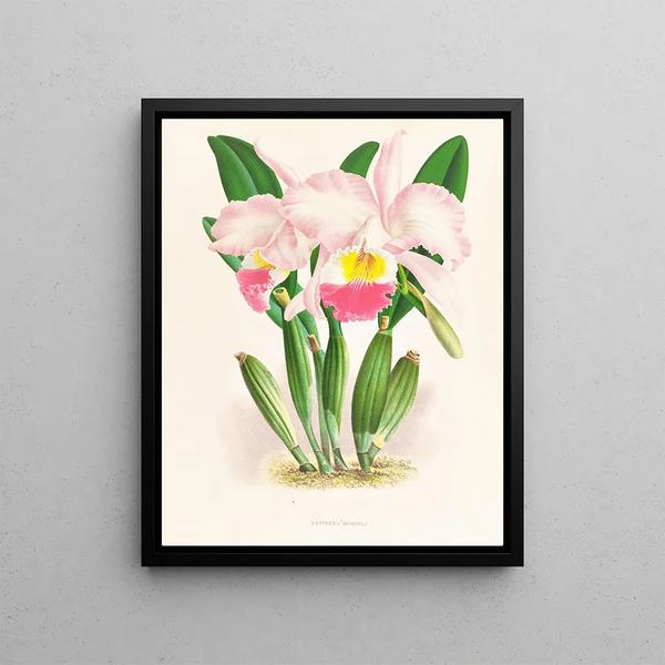 Cattleya Mendeli - Jean Jules Linden — framed artwork on a wall