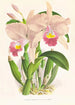 Cattleya Trianae - Jean Jules Linden — artwork view