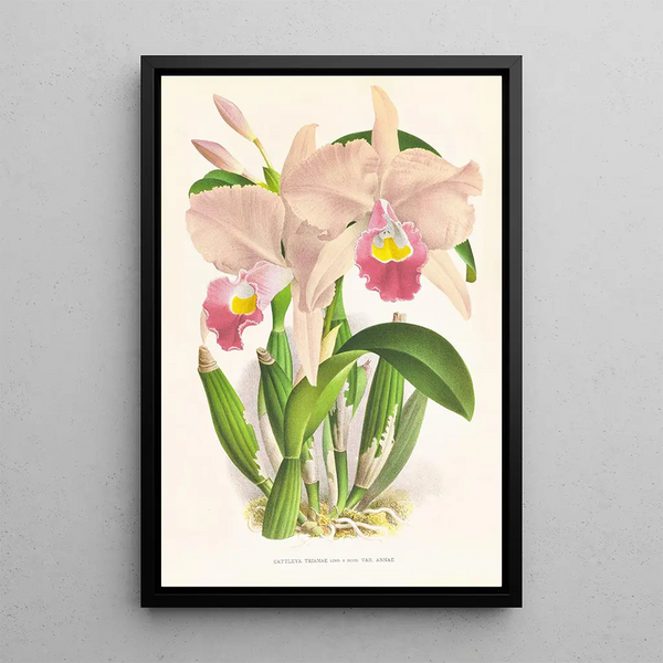 Cattleya Trianae - Jean Jules Linden — framed artwork on a wall