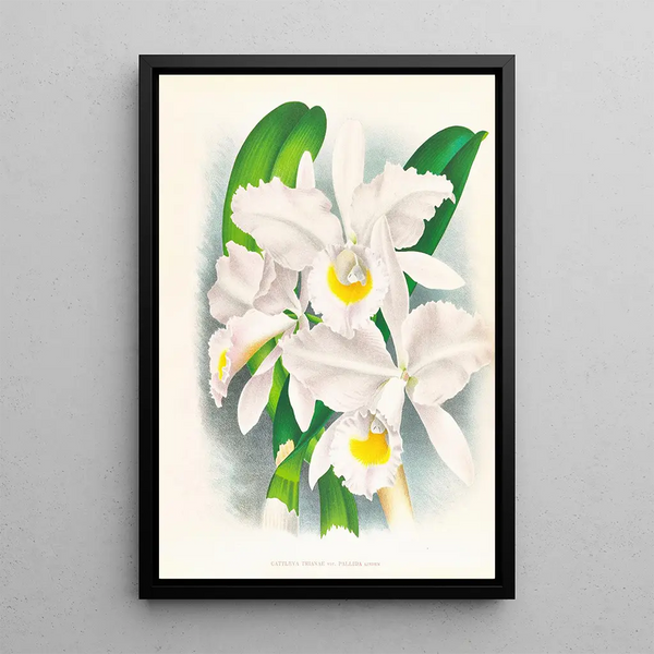Cattleya Trianae var Pallida - Jean Jules Linden — framed artwork on a wall