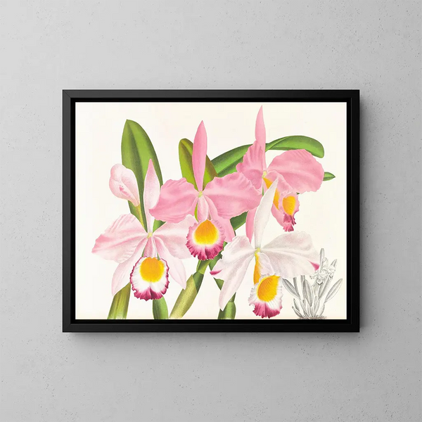 Cattleya eldorado - Jean Jules Linden — framed artwork on a wall