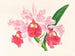 Cattleya gigas - Jean Jules Linden — artwork view
