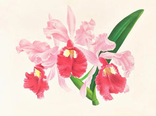 Cattleya gigas - Jean Jules Linden — artwork view