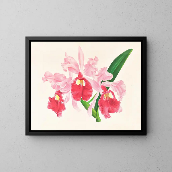 Cattleya gigas - Jean Jules Linden — framed artwork on a wall