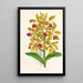 Cattleya guttata - Jean Jules Linden — framed artwork on a wall