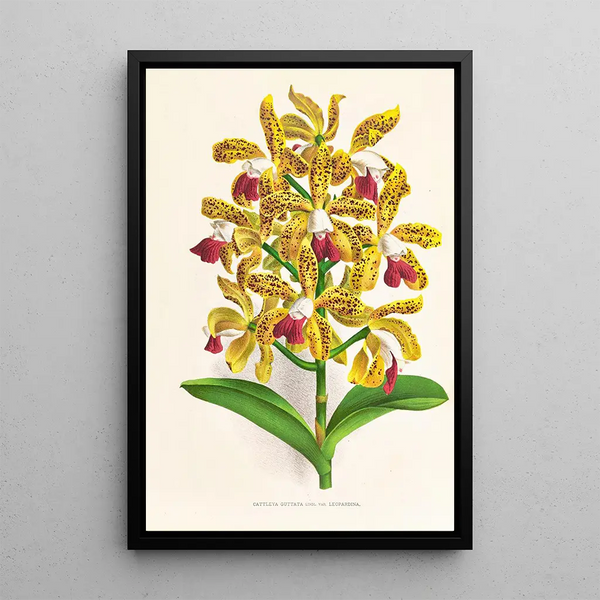 Cattleya guttata - Jean Jules Linden — framed artwork on a wall