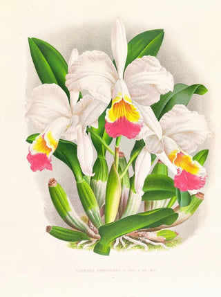 Jean Jules Linden - Cattleya kimballiana.webp