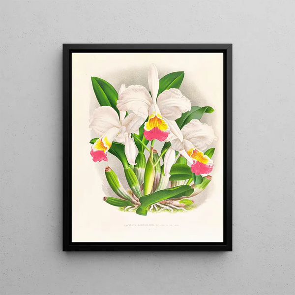 Cattleya kimballiana - Jean Jules Linden — framed artwork on a wall