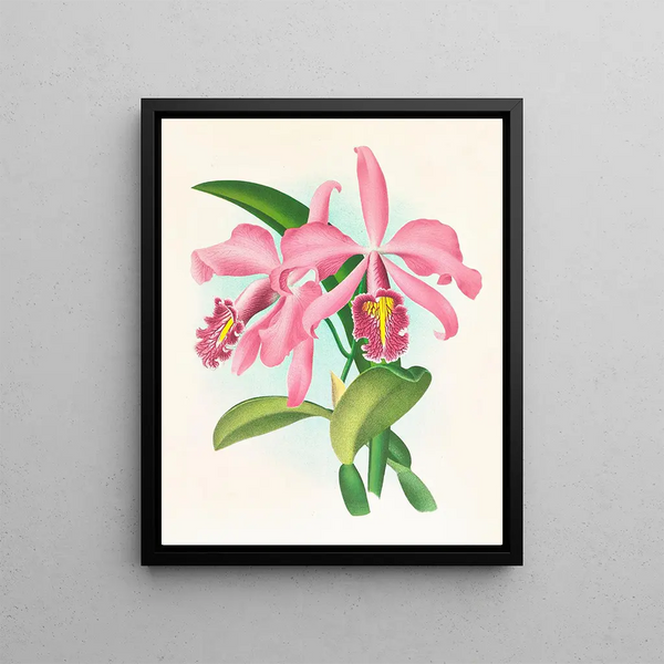 Cattleya maxima - Jean Jules Linden — framed artwork on a wall