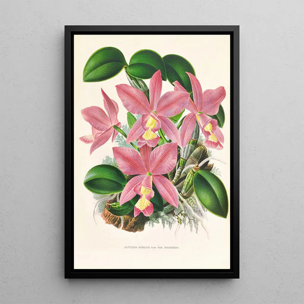 Cattleya nobilior - Jean Jules Linden — framed artwork on a wall
