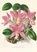 Cattleya nobilior - Jean Jules Linden — artwork view