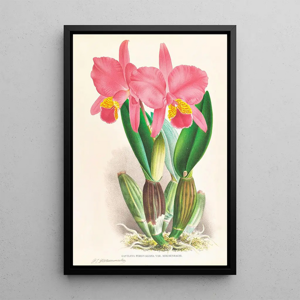 Cattleya percivaliana var reichenbachi - Jean Jules Linden — framed artwork on a wall