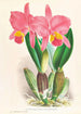 Cattleya percivaliana var reichenbachi - Jean Jules Linden — artwork view