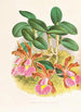 Cattleya schilleriana - Jean Jules Linden — artwork view