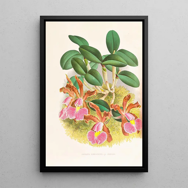 Cattleya schilleriana - Jean Jules Linden — framed artwork on a wall