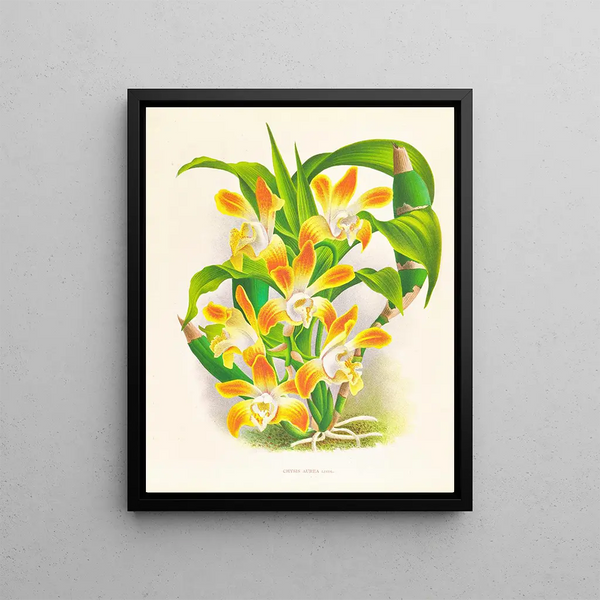 Chysis aurea - Jean Jules Linden — framed artwork on a wall