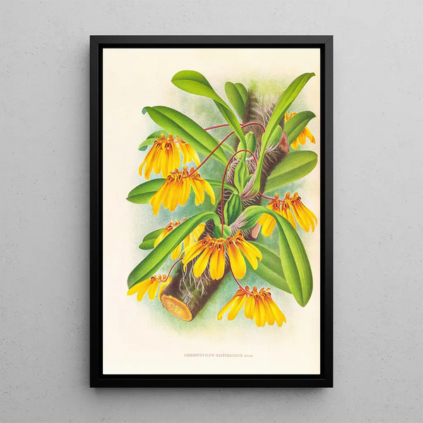 Cirrhopetalum mastersianum - Jean Jules Linden — framed artwork on a wall