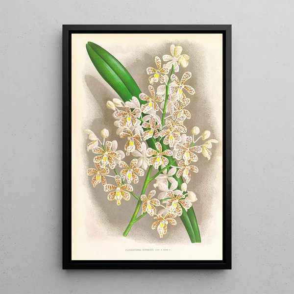 Cleisostoma Guiberti - Jean Jules Linden — framed artwork on a wall