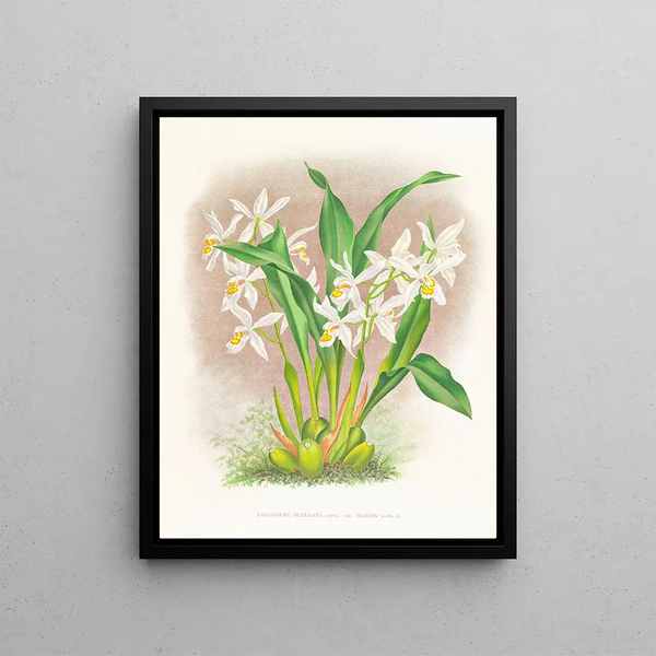 Coelogyne ocellata - Jean Jules Linden — framed artwork on a wall