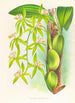 Coelogyne peltastes - Jean Jules Linden — artwork view