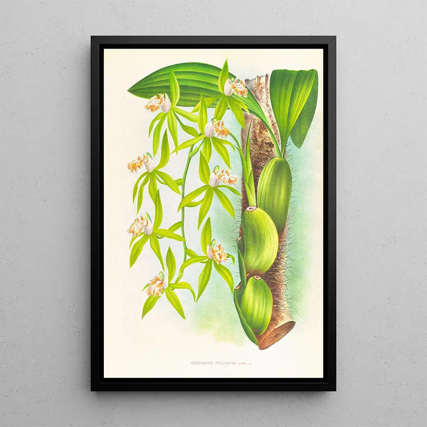 Coelogyne peltastes - Jean Jules Linden — framed artwork on a wall
