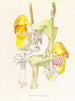 Coryanthes bungerothi - Jean Jules Linden — artwork view