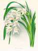 Masters of Cymbidium - Jean Jules Linden — artwork view