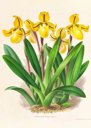 Jean Jules Linden - Cypripedium Druryi.webp