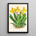 Cypripedium Druryi - Jean Jules Linden — framed artwork on a wall