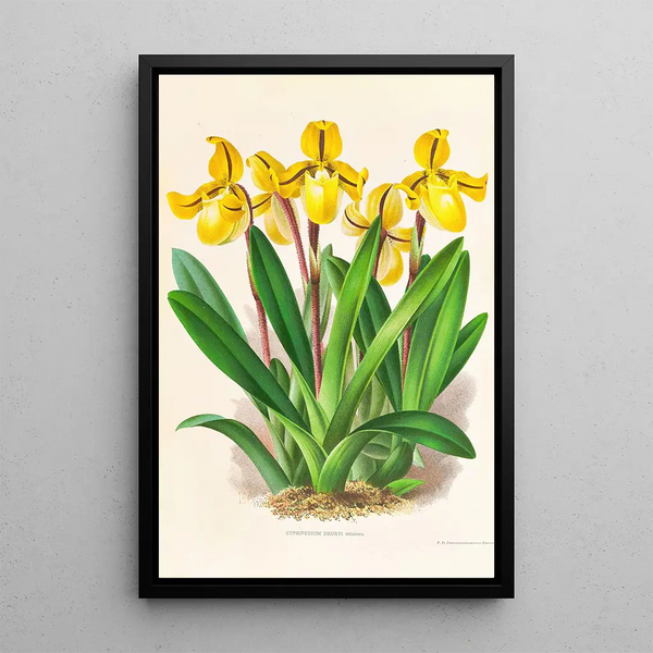 Cypripedium Druryi - Jean Jules Linden — framed artwork on a wall