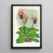 Cypripedium barbato veitchianum - Jean Jules Linden — framed artwork on a wall