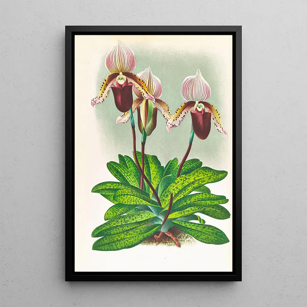 Cypripedium barbato veitchianum - Jean Jules Linden — framed artwork on a wall