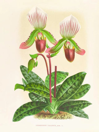 Jean Jules Linden - Cypripedium callosum.webp