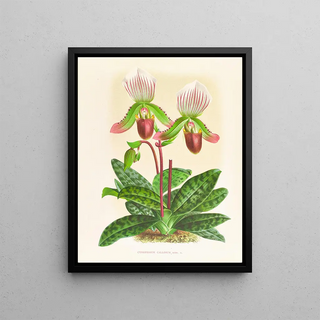 Jean Jules Linden - Cypripedium callosum.webp