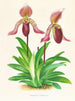 Cypripedium fraseri - Jean Jules Linden — artwork view