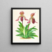 Cypripedium fraseri - Jean Jules Linden — framed artwork on a wall