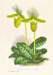 Cypripedium lawrenceanum var hyeanum - Jean Jules Linden — artwork view
