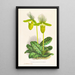 Cypripedium lawrenceanum var hyeanum - Jean Jules Linden — framed artwork on a wall