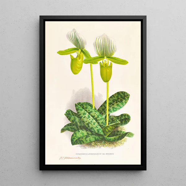 Cypripedium lawrenceanum var hyeanum - Jean Jules Linden — framed artwork on a wall