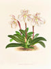 Cypripedium microchilum - Jean Jules Linden — artwork view
