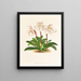 Cypripedium microchilum - Jean Jules Linden — framed artwork on a wall