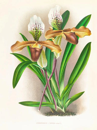 Jean Jules Linden - Cypripedium nitens.webp